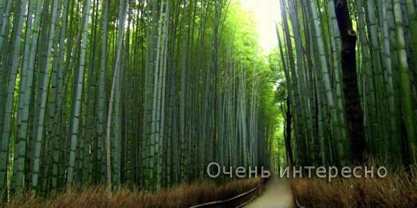 Лес бамбука в Киото