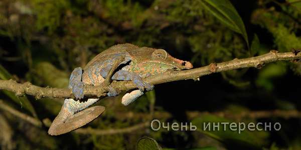Влажные тропические леса Ацинананы 