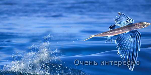 Летающие рыбы