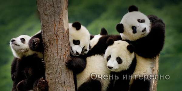 Большая панда