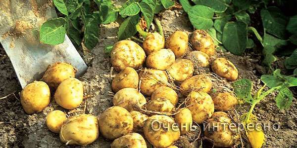 Морской картофель