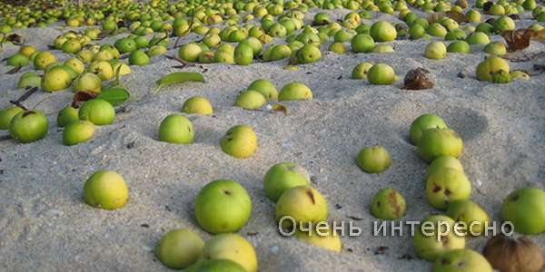 Ядовитая манцинелла