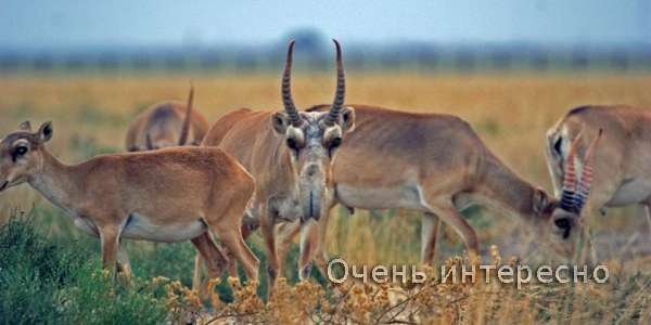 Сайгак
