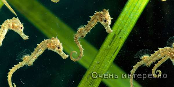 Морские коньки