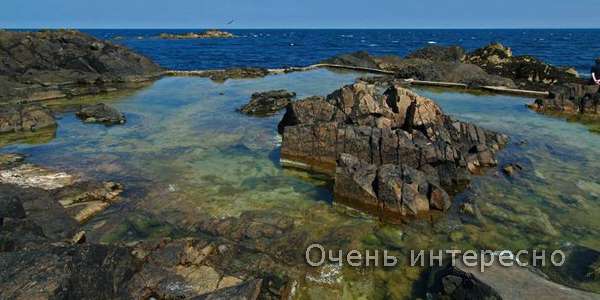 Сарк