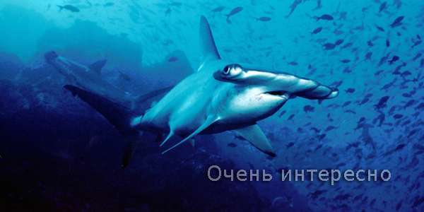 Акула-молот