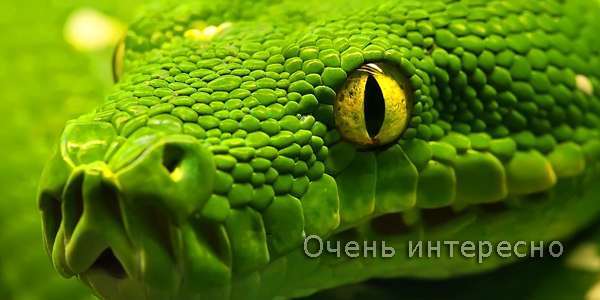 Анаконда