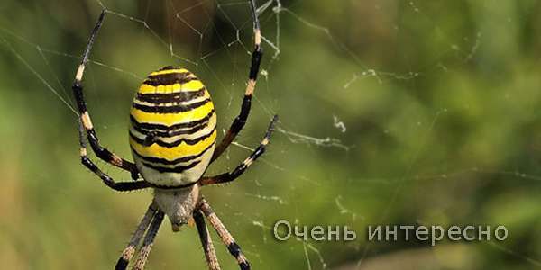 Паук аргиопа