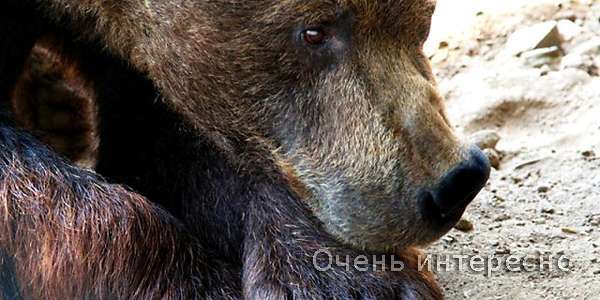 Парк танцующих медведей