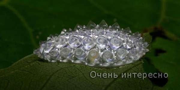 Личинка моли дальцериды