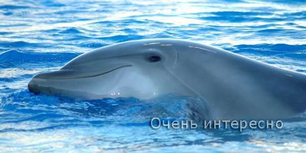 Вопрос: как спят дельфины?