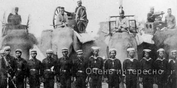Боевой слон
