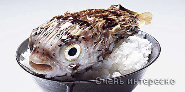 Фугу легенда японской кухни