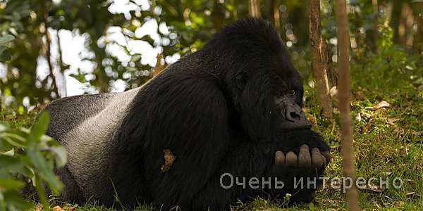Горная горилла