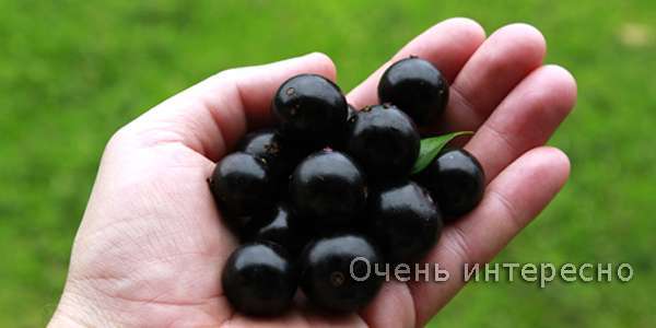 Жаботикаба