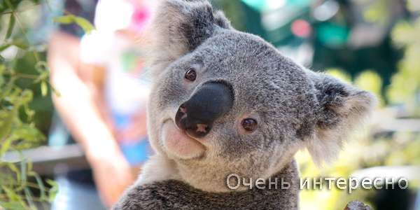 Коала