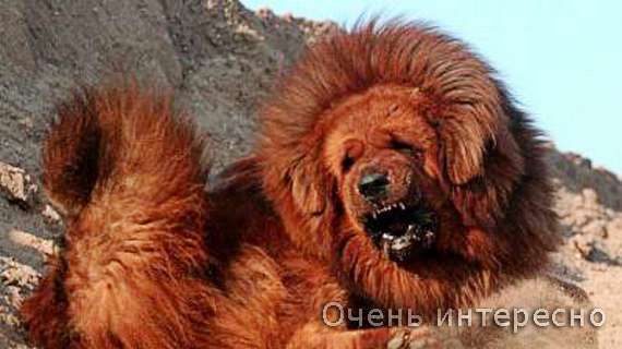 Тибетский мастиф