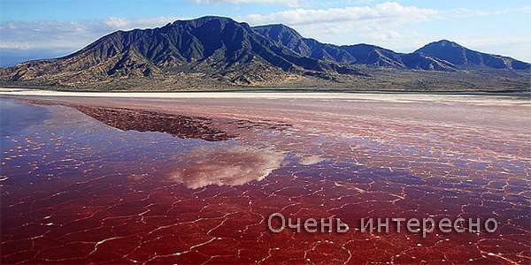 Красное озеро Натрон