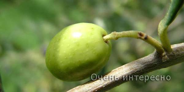 В чем разница между оливками и маслинами?
