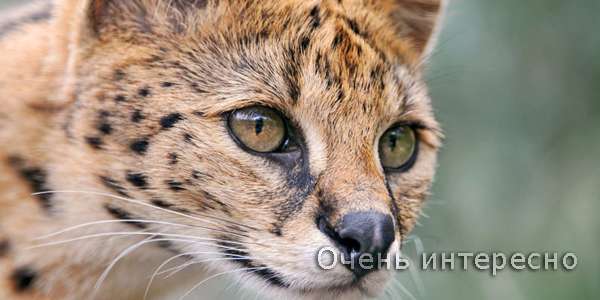 Кошка Саванна