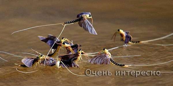 Цветение Тисы