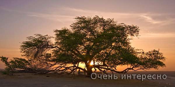 Дерево жизни