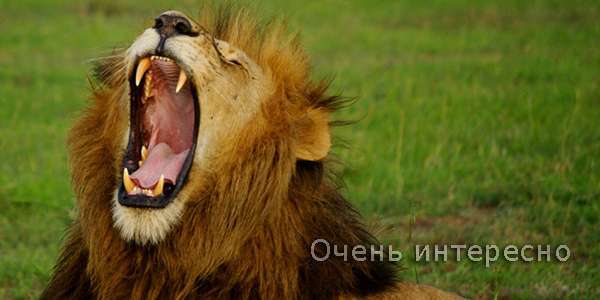 Почему человек зевает?