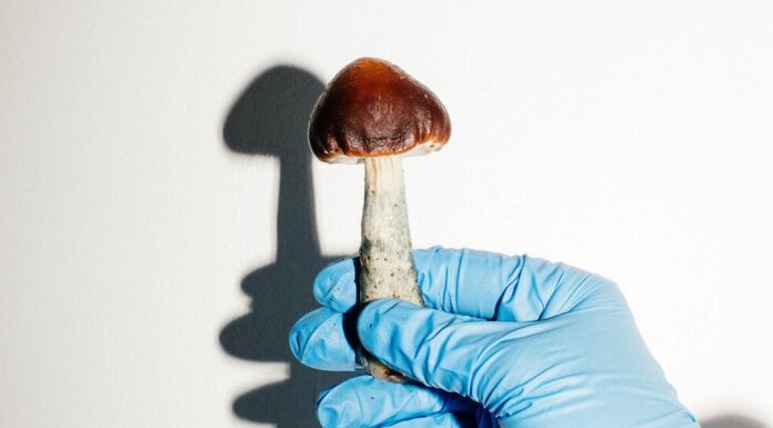 Як психоделічні гриби розвинули свою магію
