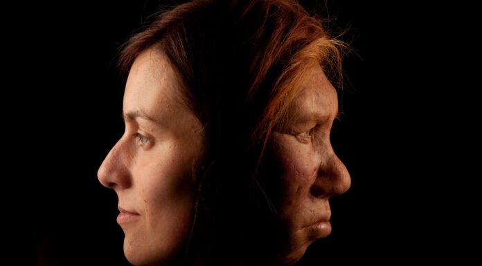 Nowe badanie sugeruje, że różnice w liczbie czerwonych krwinek mogły „przyspieszyć wymieranie” naszych neandertalczyków