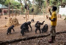 Міф про людську перевагу ставиться під сумнів у новій книзі