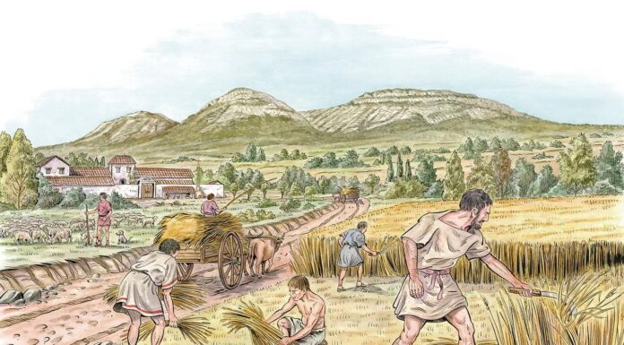 Перші стани: народжені із зерна, віддані силою