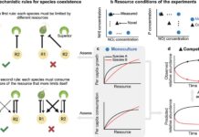 Прогнозування змін в екосистемах: нова модель точно передбачає розвиток біологічних спільнот