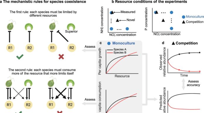 Прогнозування змін в екосистемах: нова модель точно передбачає розвиток біологічних спільнот