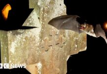 I pipistrelli trovano rifugio nelle chiese storiche e lasciano il segno