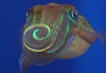 Восьминоги використовують поляризоване світло, щоб покращити зображення спаровування