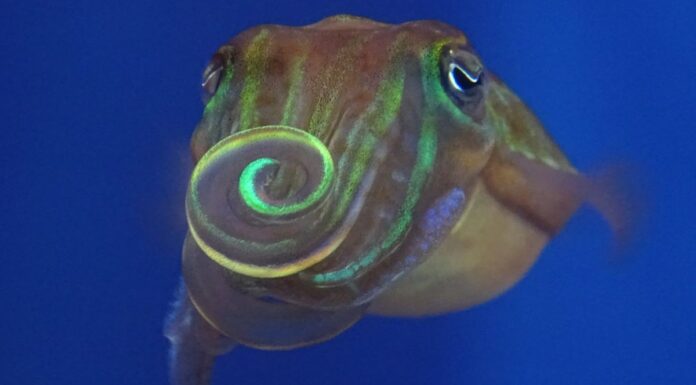 Восьминоги використовують поляризоване світло, щоб покращити зображення спаровування