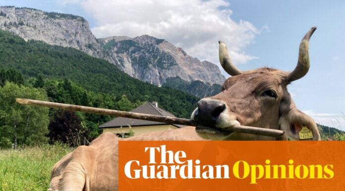 Корова використовує інструмент: ще один доказ неунікальності людини