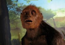 Скам’янілості сахелантропа віком 7 мільйонів років підтримують чохол для найдавнішого прямоходіння