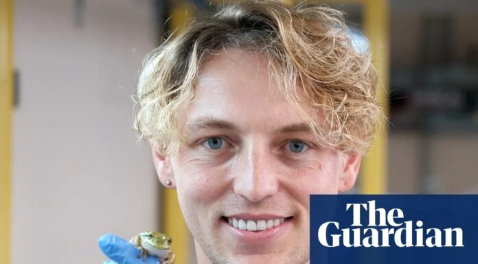 Біолог розробляє «сауни» для жаб і генну інженерію для боротьби з глобальною кризою земноводних