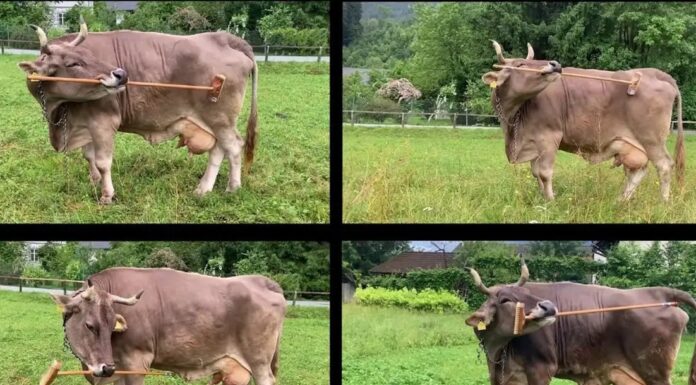 Корови розумніші, ніж ми думали: нове дослідження використання знарядь праці ставить під сумнів наше ставлення до сільськогосподарських тварин