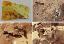 Starověké ekosystémy zamrzlé v čase: Fosilní ambra odhaluje interakce mezi mravenci a jinými organismy