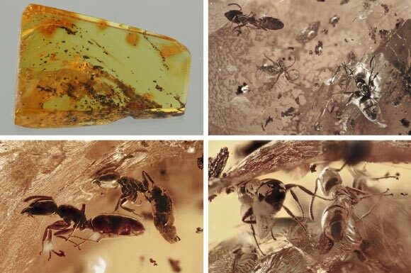 Стародавні Екосистеми, що застигли у Часі: Викопна Амбра Розкриває Взаємодії Між Мурахами та Іншими Організмами