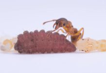 Гусениці Використовують Ритмічні Вібрації, щоб потоваришувати з Мурахами