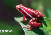 Отрута Дереволазних Жаб Пов’язаний зі Смертю Олексія Навального: Детальний Огляд