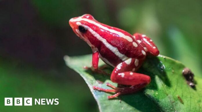 Отрута Дереволазних Жаб Пов’язаний зі Смертю Олексія Навального: Детальний Огляд