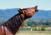 Коні видають унікальні двочастотні іржання завдяки спеціалізованому механізму гортані.