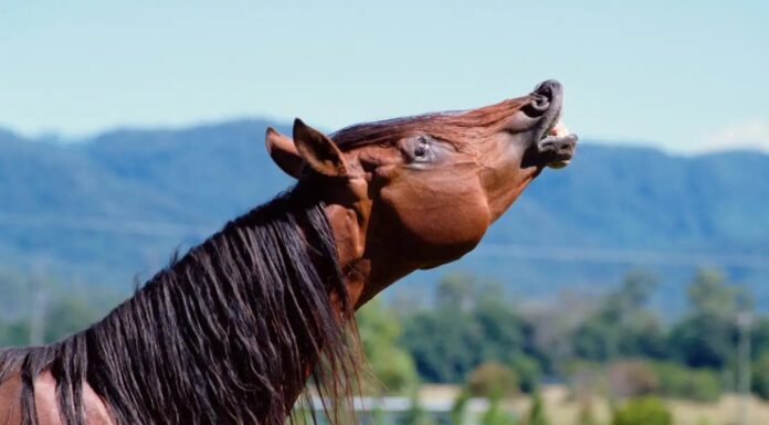 Коні видають унікальні двочастотні іржання завдяки спеціалізованому механізму гортані.