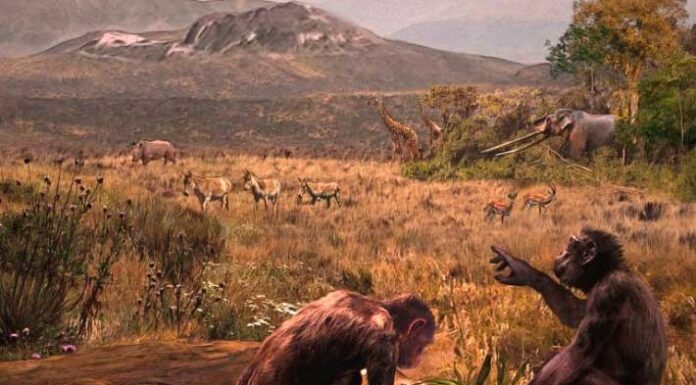 Graecopithecus: Нові копалини вказують на ранній біпедалізм у Європі