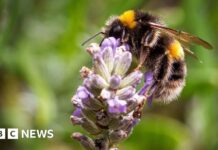 Зменшення Популяції Комах на Південному Сході Англії: Запущено Громадський Науковий Проект