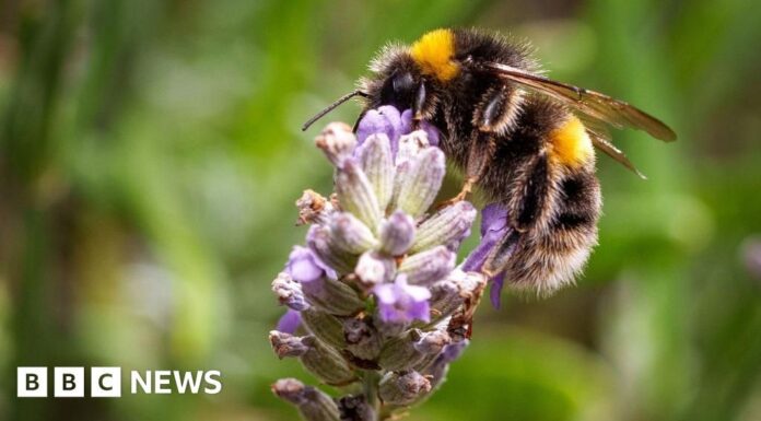 Зменшення Популяції Комах на Південному Сході Англії: Запущено Громадський Науковий Проект